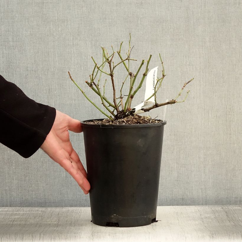 Amostra de Rosier arbustif Magie d'orient Vaso de 4 L/5 L tal como entregue no inverno