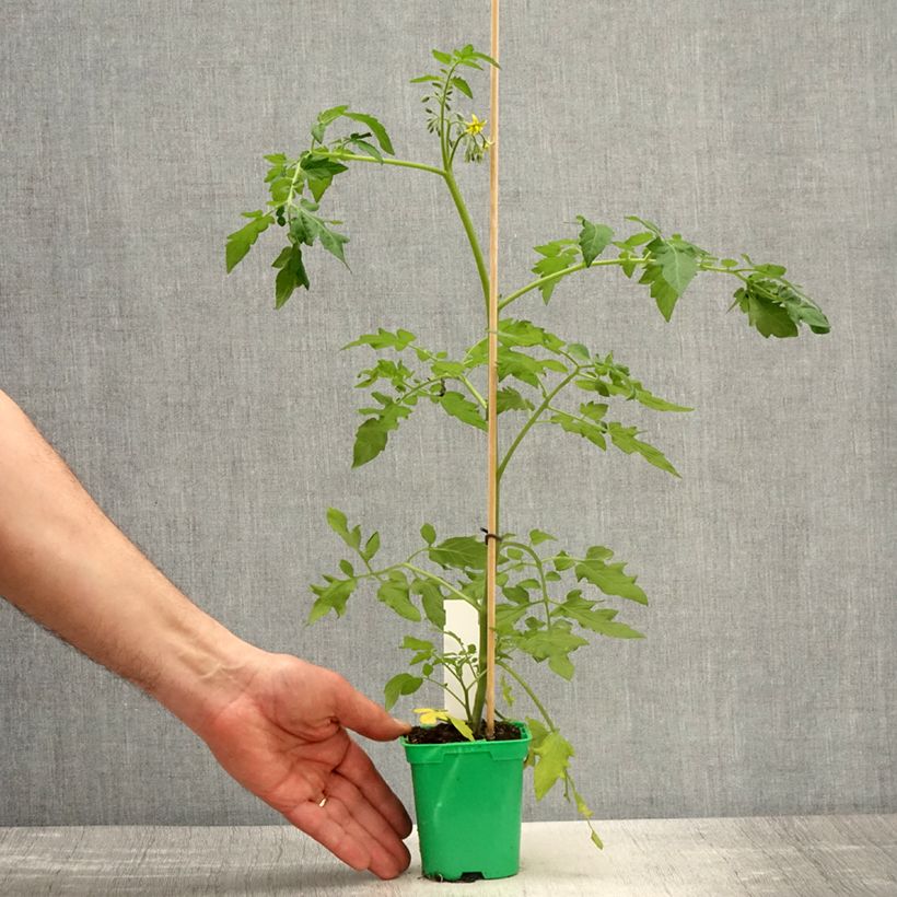 Amostra de Roseira arbustiva Magie d'orient Vaso de 4 L/5 L tal como entregue na primavera