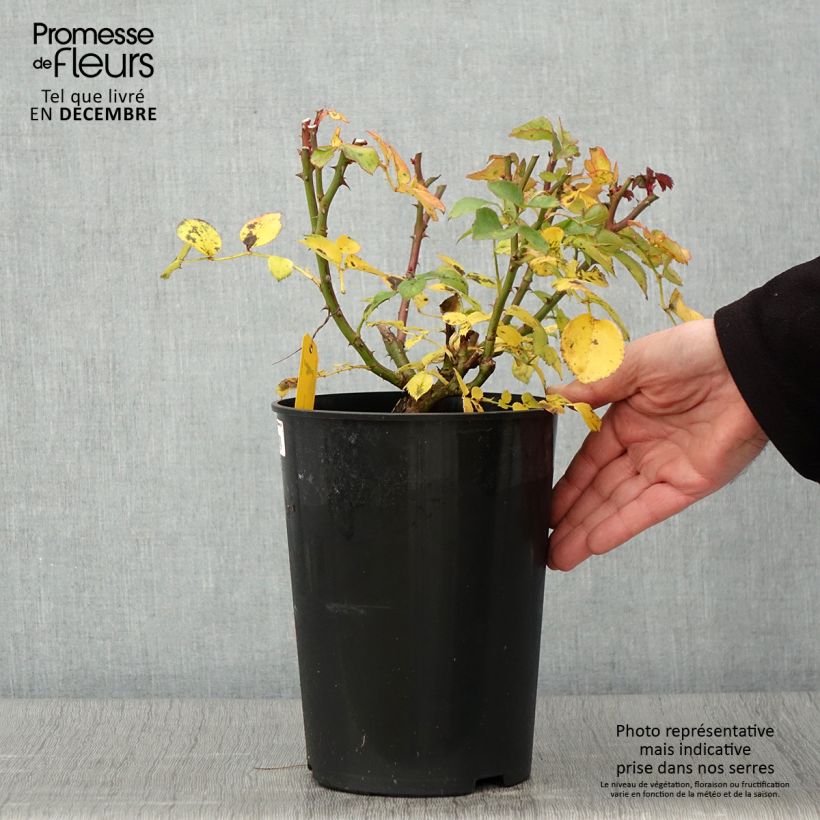 Amostra de Roseira arbustiva Mariatheresia Vaso de 4 L/5 L tal como entregue no outono