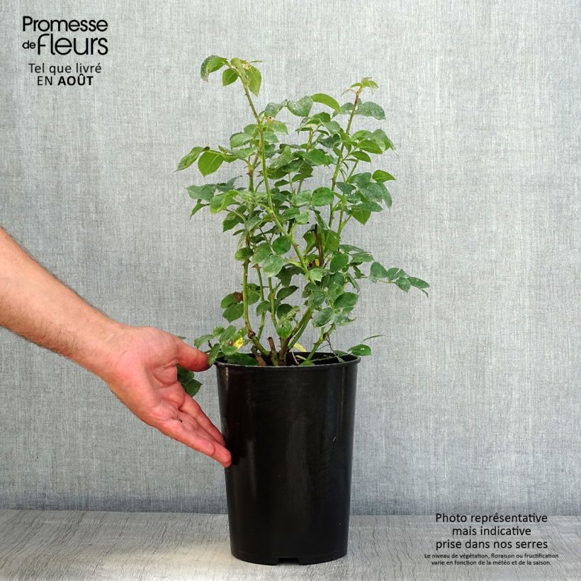 Amostra de Roseira arbustiva Mariatheresia Vaso de 4 L/5 L tal como entregue no verão