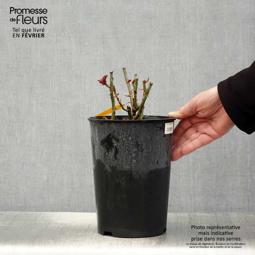 Amostra de Rosier arbustif Maria Theresia Vaso de 4 L/5 L tal como entregue no inverno