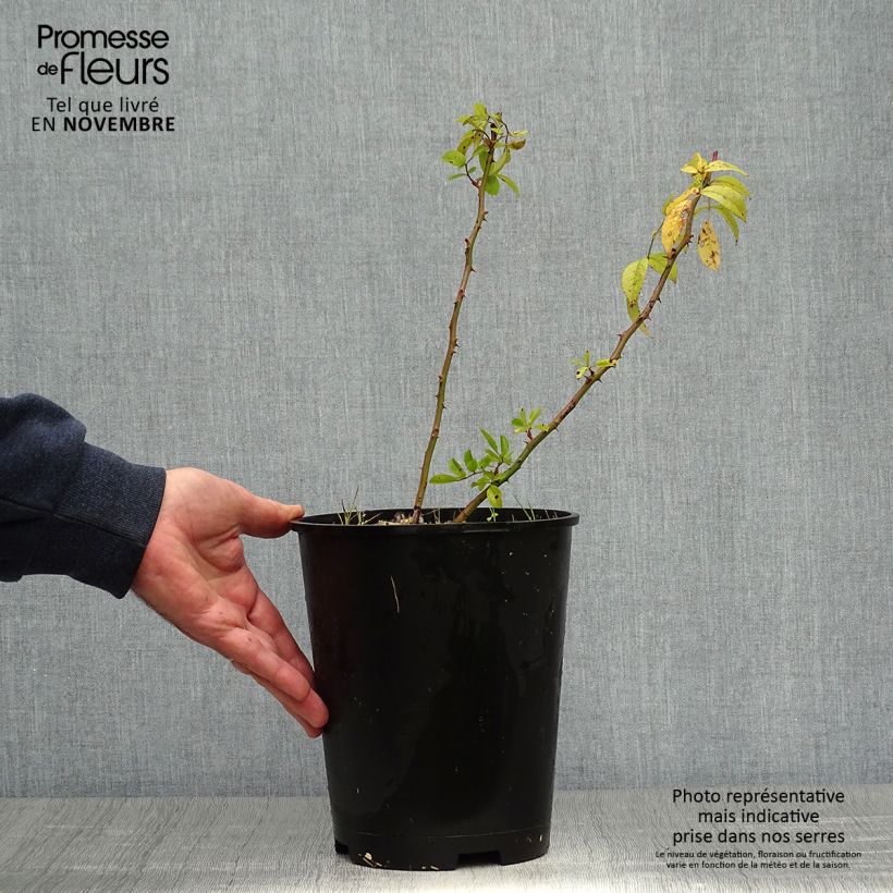 Amostra de Rosier arbustif Matchball Pot de 4L/5L tal como entregue no outono