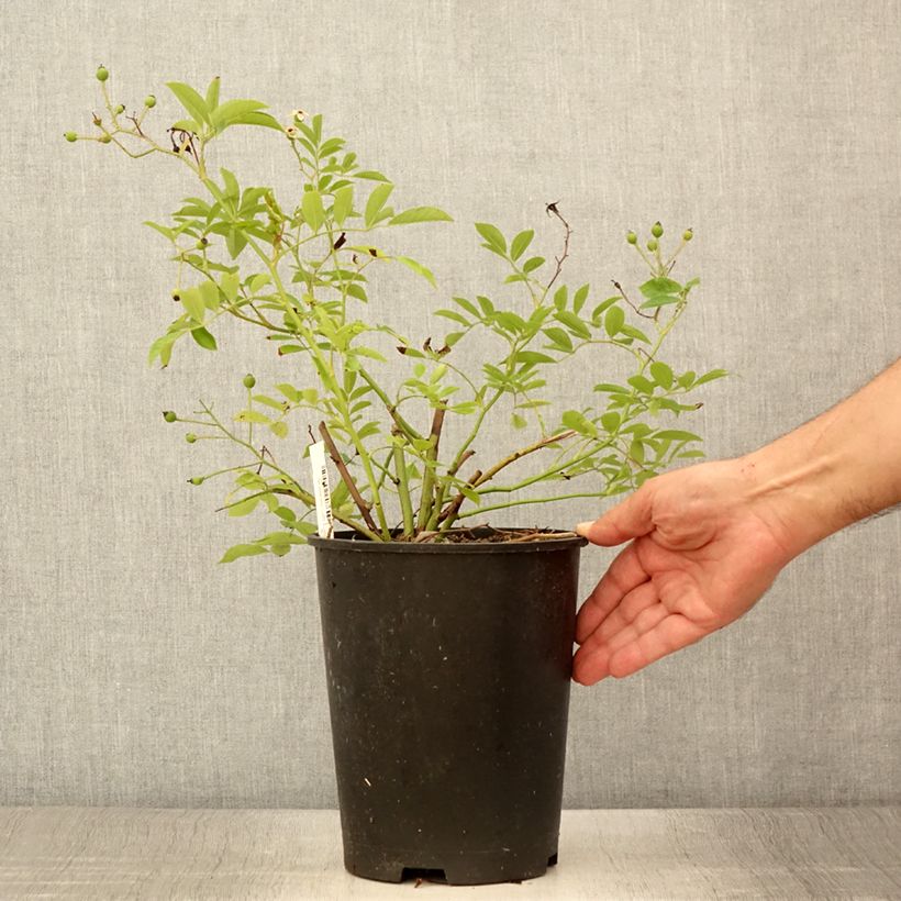 Amostra de Roseira arbustiva Millie Fleur Vaso de 4 L/5 L tal como entregue no verão