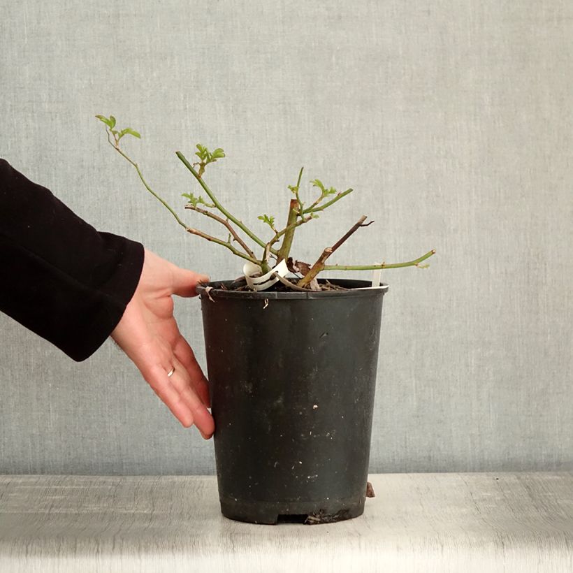 Amostra de Rosier arbustif Millie Fleur Vaso de 4 L/5 L tal como entregue no inverno