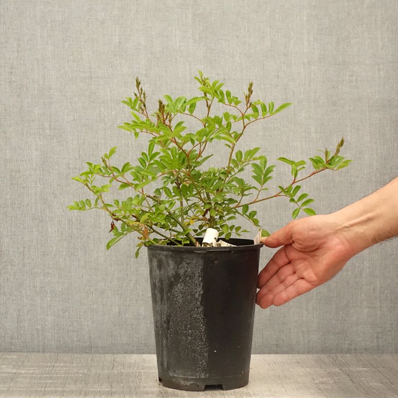 Amostra de Roseira arbustiva Millie Fleur Vaso de 4 L/5 L tal como entregue na primavera