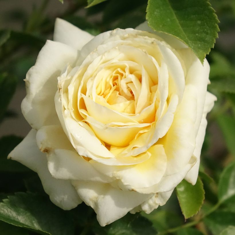 Roseira arbustiva Nadia Meillandecor (Floração)