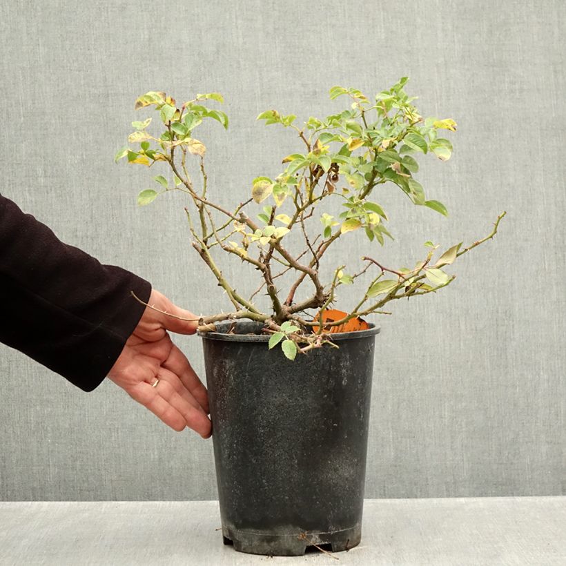 Amostra de Roseira arbustiva Nadia Meillandecor Vaso de 4 L/5 L tal como entregue no outono