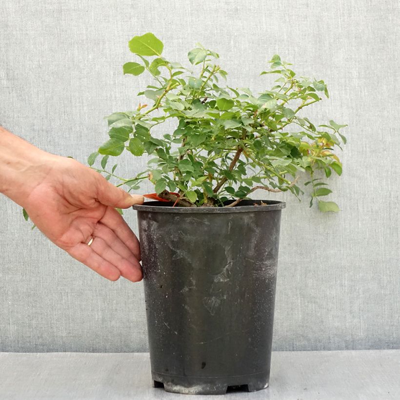 Amostra de Roseira arbustiva Nadia Meillandecor Vaso de 4 L/5 L tal como entregue no verão