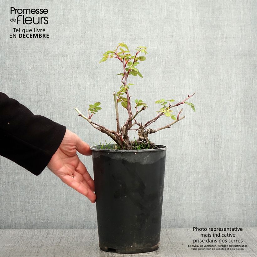 Amostra de Roseira arbustiva Nevada Vaso de 4 L/5 L tal como entregue no outono