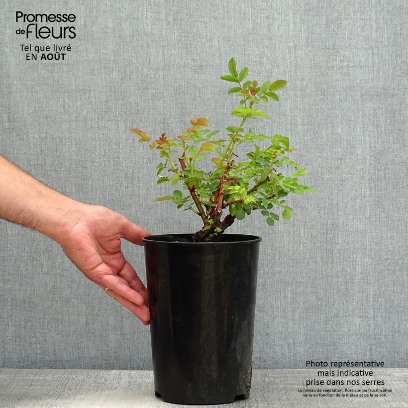 Amostra de Roseira arbustiva Nevada Vaso de 4 L/5 L tal como entregue no verão