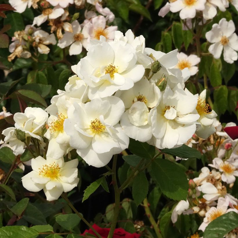 Roseira arbustiva Omi Oswald (Floração)