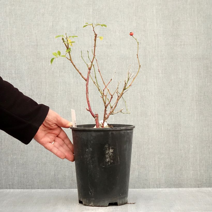 Amostra de Roseira arbustiva Omi Oswald Vaso de 4 L/5 L tal como entregue no outono
