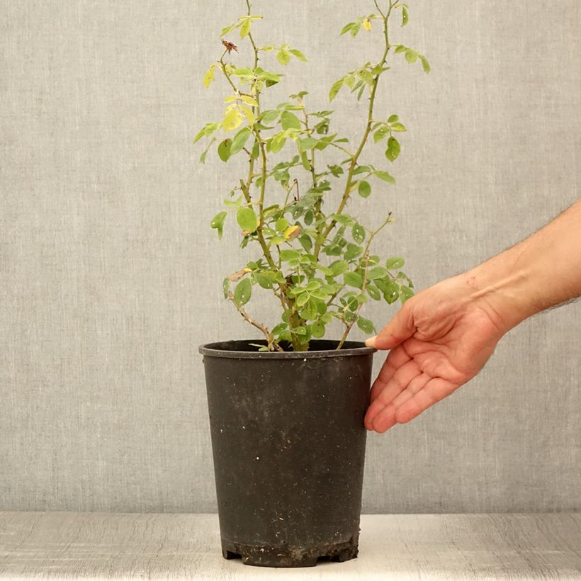 Amostra de Roseira arbustiva Omi Oswald Vaso de 4 L/5 L tal como entregue no verão