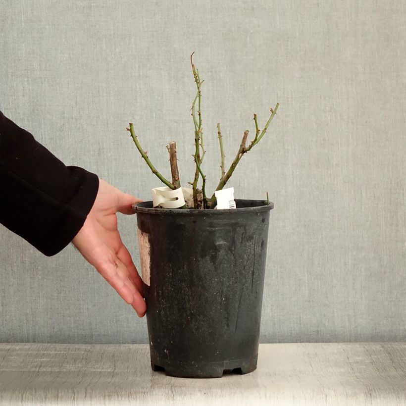 Amostra de Rosier arbustif Omi Oswald Vaso de 4 L/5 L tal como entregue no inverno