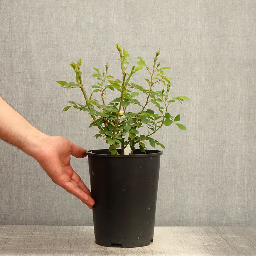Amostra de Roseira arbustiva Omi Oswald Vaso de 4 L/5 L tal como entregue na primavera