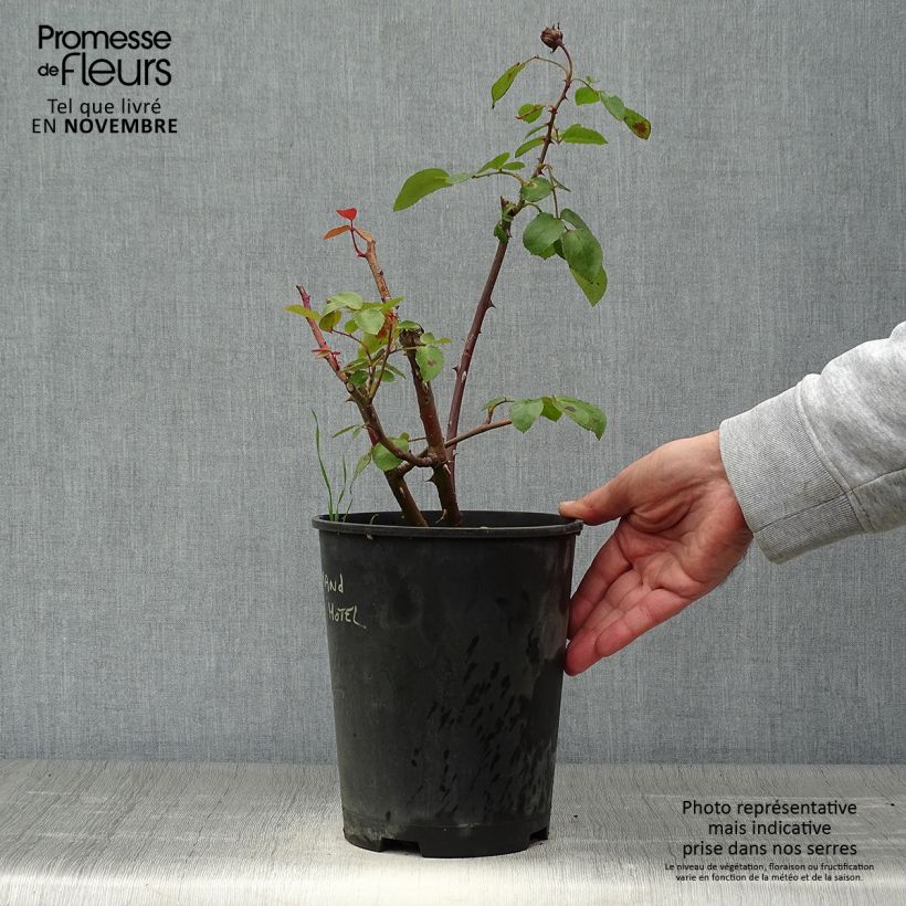 Amostra de Rosier arbustif ou grimpant Grand Hotel Pot de 4L/5L tal como entregue no outono