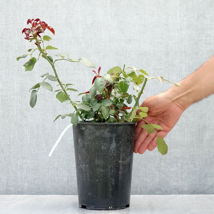 Amostra de Roseira arbustiva Grand Hotel - Rosa Vaso de 4 L/5 L tal como entregue no verão