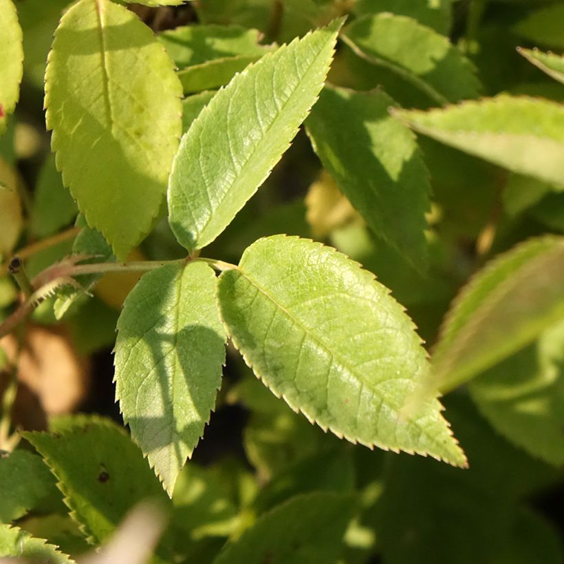Roseira arbustiva Petite de Terre Franche (Folhagem)