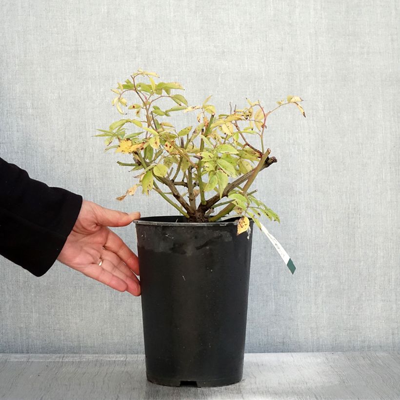 Amostra de Rosier arbustif Petite de Terre Franche Pot de 4L/5L tal como entregue no outono