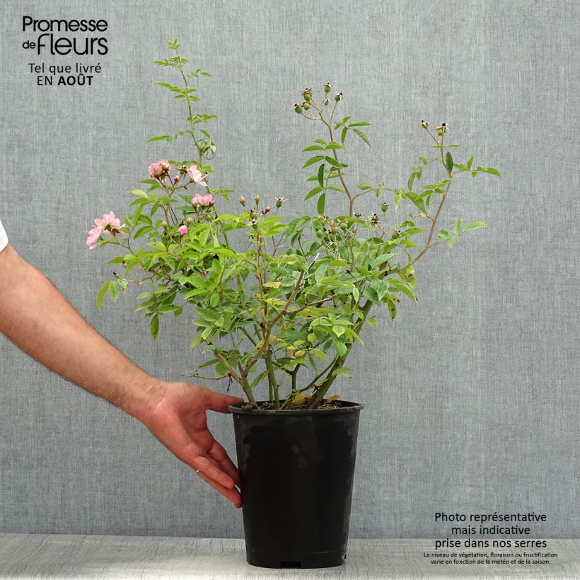 Amostra de Roseira arbustiva Petite de Terre Franche Vaso de 4 L/5 L tal como entregue no verão