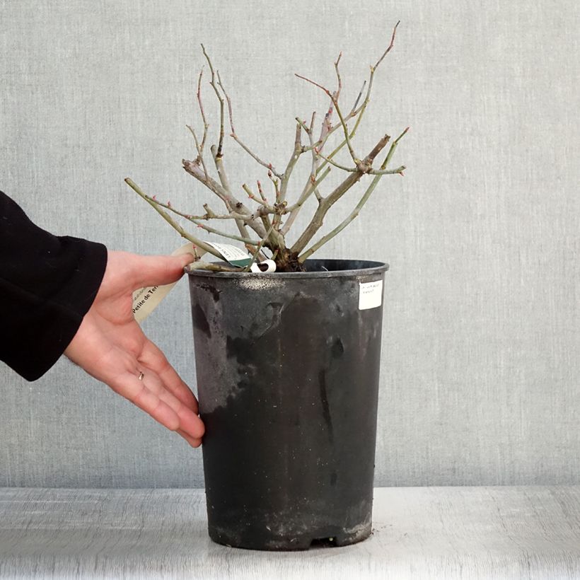 Amostra de Rosier arbustif Petite de Terre Franche Vaso de 4 L/5 L tal como entregue no inverno