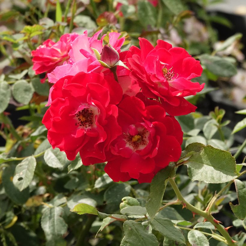 Roseira arbustiva Pirouette (Floração)