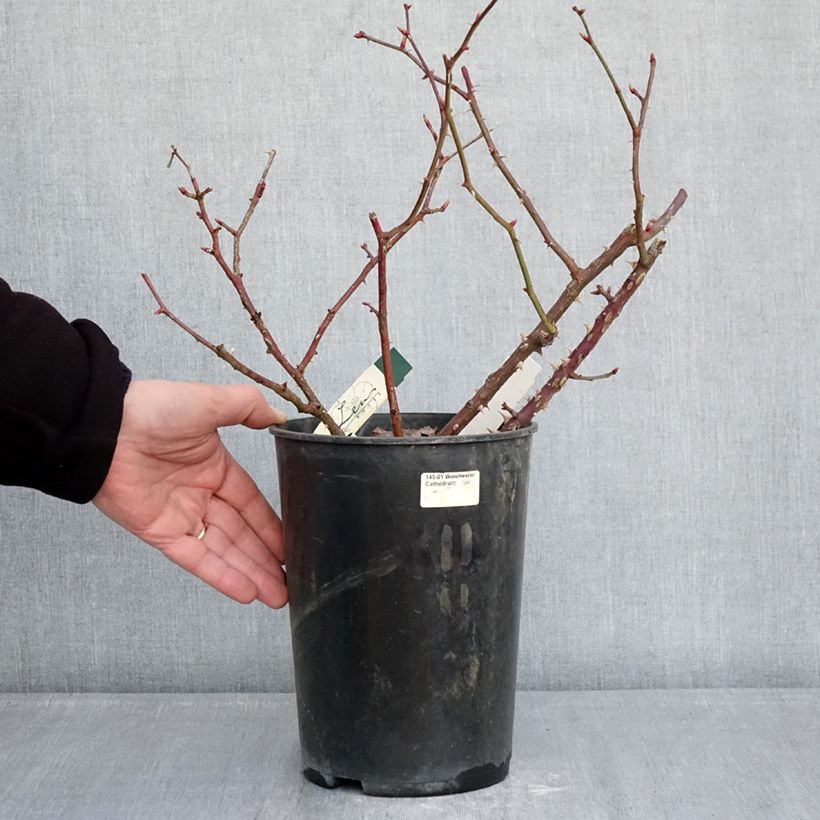 Amostra de Roseira arbustiva Pirouette Vaso de 4 L/5 L tal como entregue no inverno