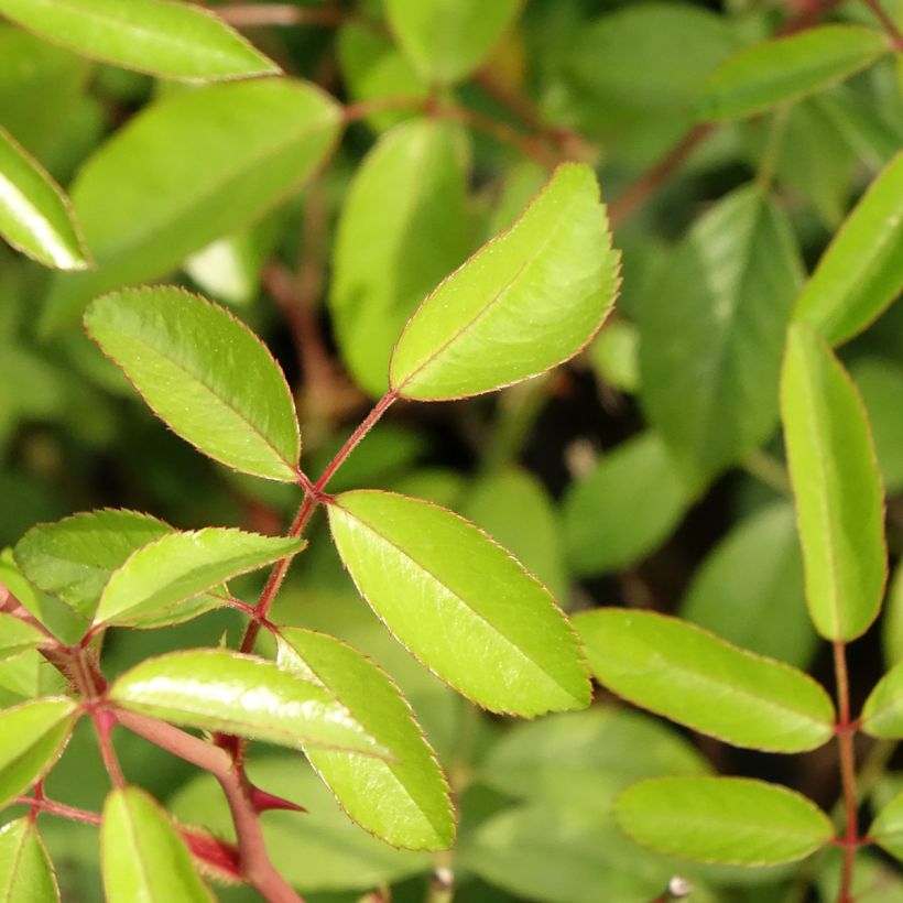 Roseira arbustiva Plaisanterie (Folhagem)
