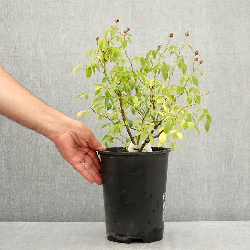 Amostra de Roseira arbustiva Plaisanterie Vaso de 4 L/5 L tal como entregue no verão