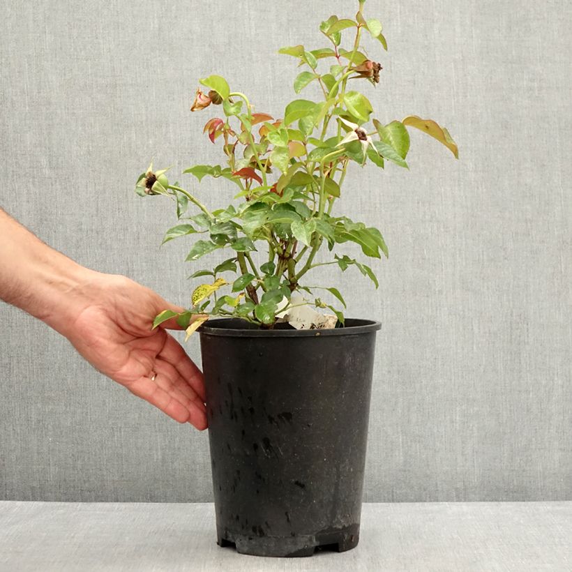 Amostra de Rosier arbustif Prins Alexander Pot de 4L/5L tal como entregue no verão