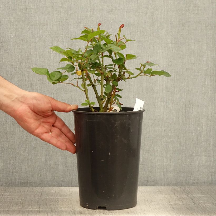 Amostra de Rosier arbustif Prins Alexander Vaso de 4 L/5 L tal como entregue na primavera