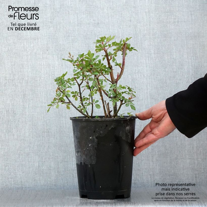 Amostra de Rosier arbustif Puccini Pot de 4L/5L tal como entregue no outono