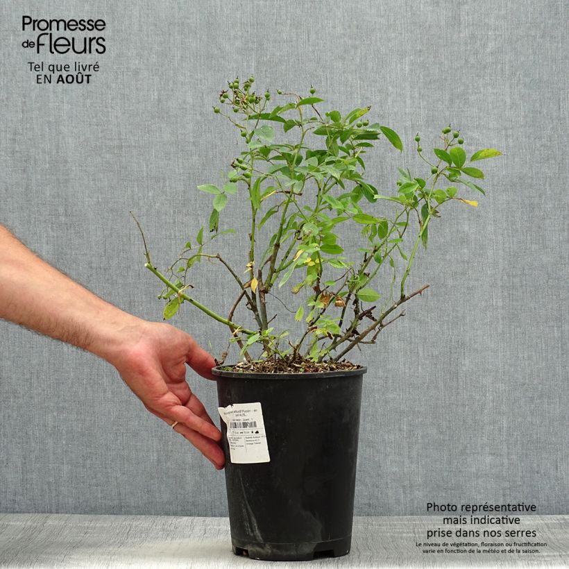 Amostra de Roseira arbustiva Puccini Vaso de 4 L/5 L tal como entregue no verão