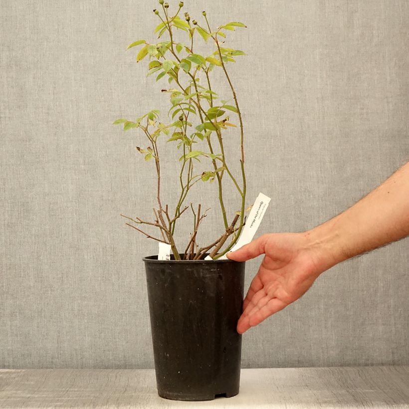 Amostra de Roseira arbustiva Queen of the Musks Vaso de 4 L/5 L tal como entregue no verão