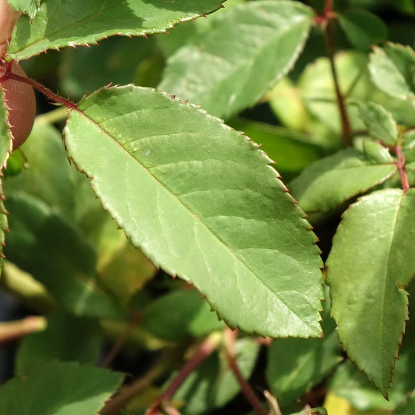 Roseira arbustiva Rosalita (Folhagem)