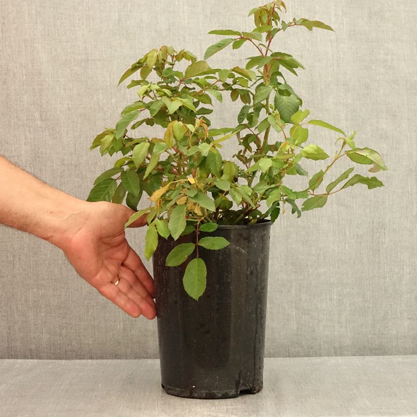 Amostra de Roseira arbustiva Rosalita Vaso de 4 L/5 L tal como entregue no verão