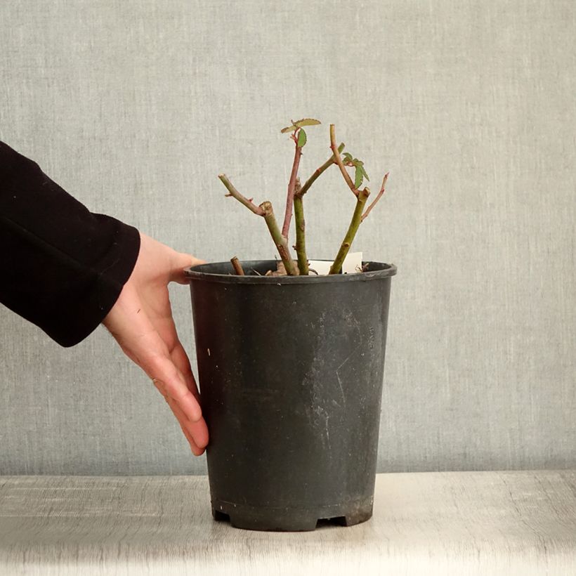 Amostra de Rosier arbustif Rosalita Vaso de 4 L/5 L tal como entregue no inverno