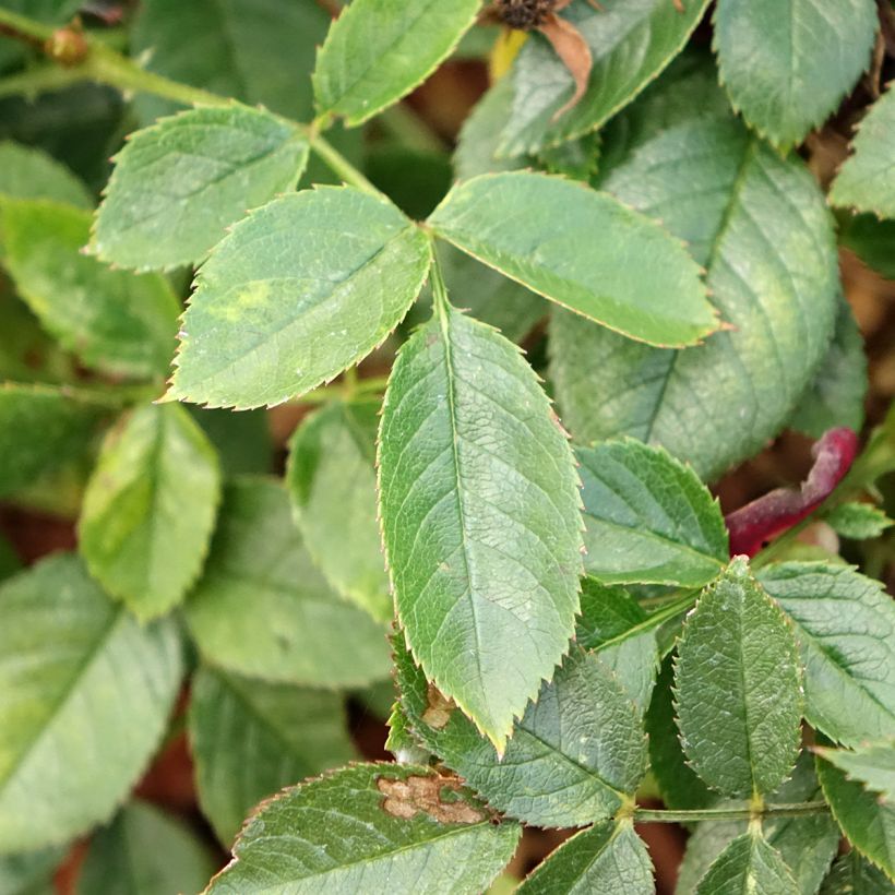 Roseira arbustiva Rosy Boom Colour Change (Folhagem)