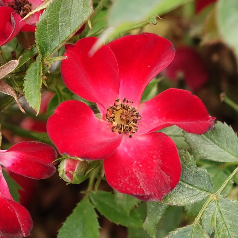 Roseira arbustiva Rosy Boom Colour Change (Floração)
