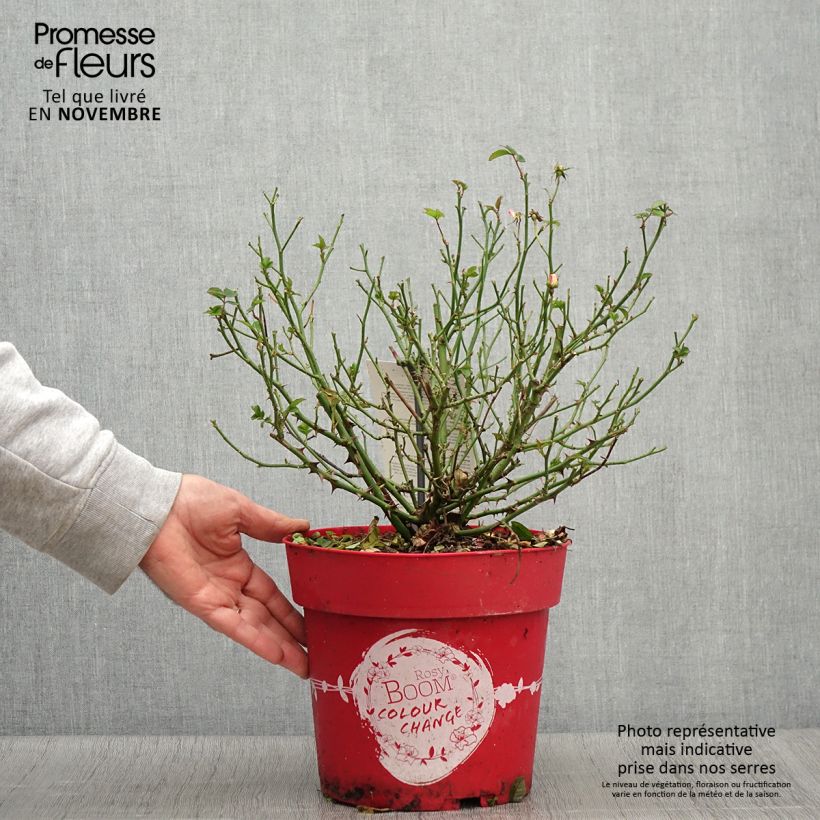 Amostra de Rosier arbustif Rosy Boom Colour Change Pot de 6L/7L tal como entregue no outono