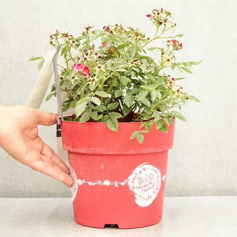 Amostra de Roseira arbustiva Rosy Boom Colour Change Vaso de 6 L/7 L tal como entregue no verão