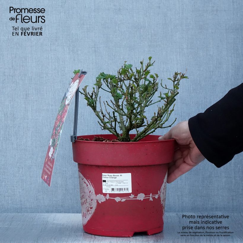 Amostra de Roseira arbustiva Rosy Boom Colour Change Vaso de 6 L/7 L tal como entregue no inverno