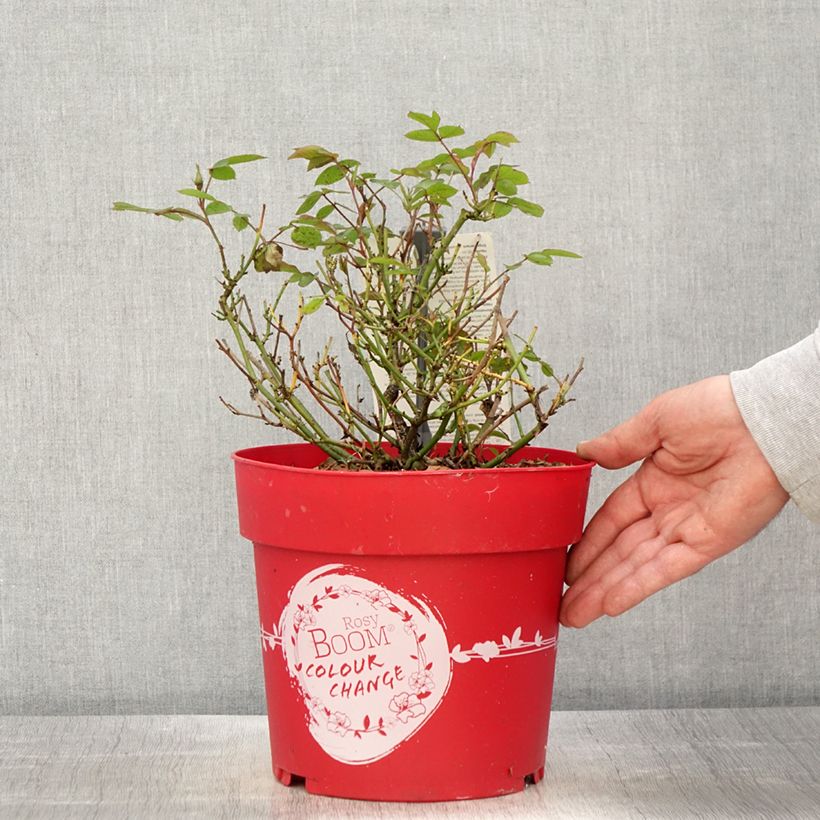 Amostra de Roseira arbustiva Rosy Boom Colour Change Vaso de 6 L/7 L tal como entregue na primavera