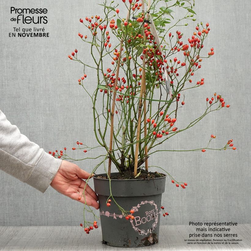 Amostra de Roseira arbustiva Rosy Boom Dynamic Hip Hop Vaso de 6 L/7 L tal como entregue no outono