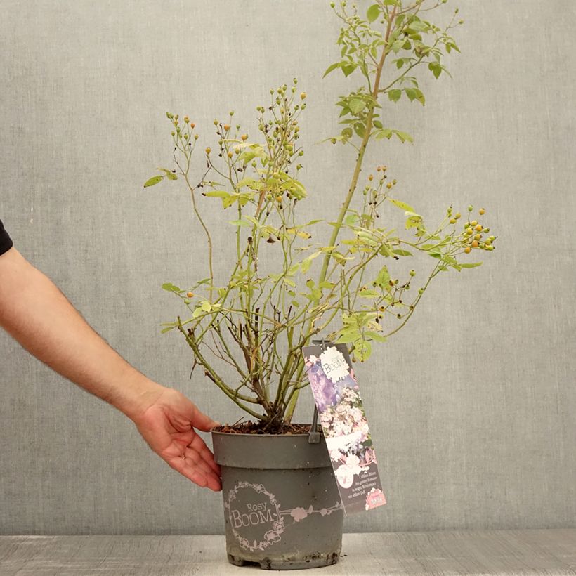Amostra de Roseira arbustiva Rosy Boom Dynamic Hip Hop Vaso de 6 L/7 L tal como entregue no verão