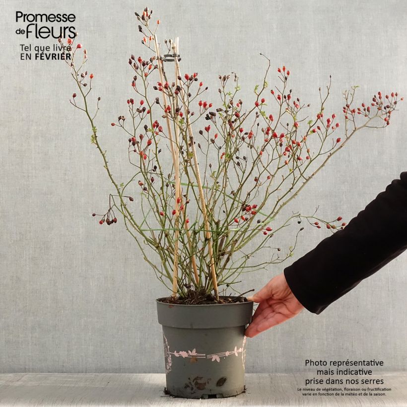 Amostra de Rosier arbustif Rosy Boom Dynamic Hip Hop  Vaso de 6 L/7 L tal como entregue no inverno
