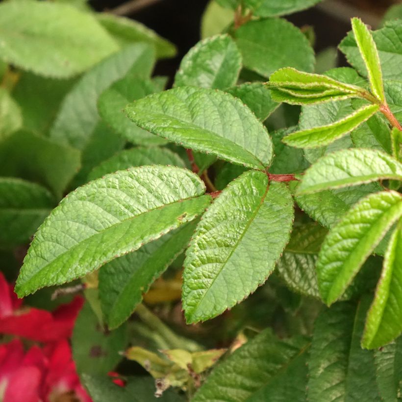 Roseira arbustiva Rosy Boom Mini (Folhagem)
