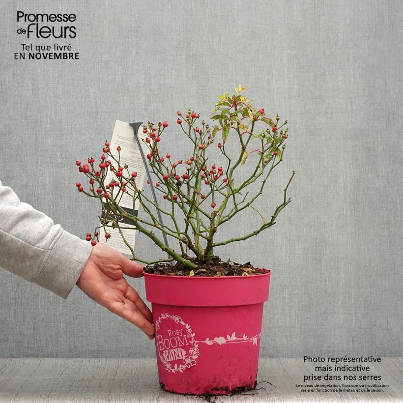 Amostra de Roseira arbustiva Rosy Boom Mini Vaso de 6 L/7 L tal como entregue no outono