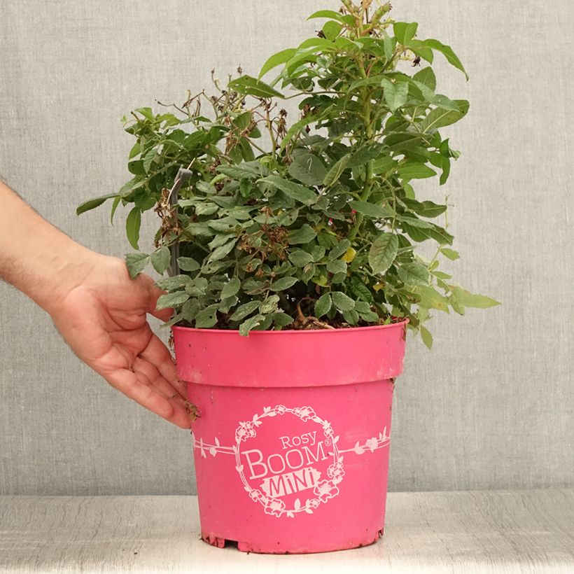 Amostra de Roseira arbustiva Rosy Boom Mini Vaso de 6 L/7 L tal como entregue no verão