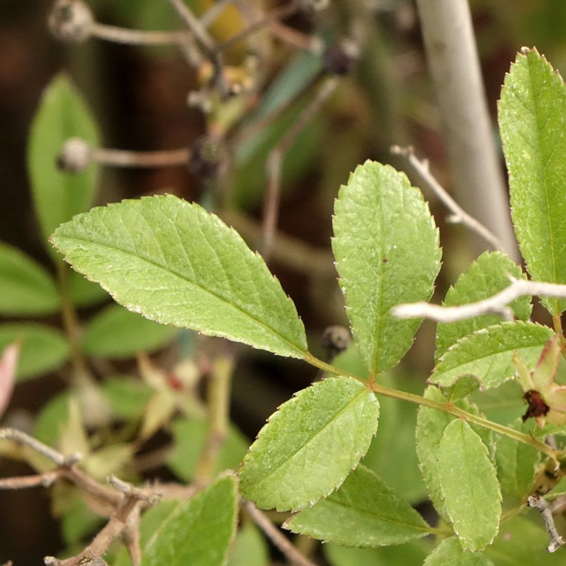 Roseira arbustiva Rosy Boom (Folhagem)